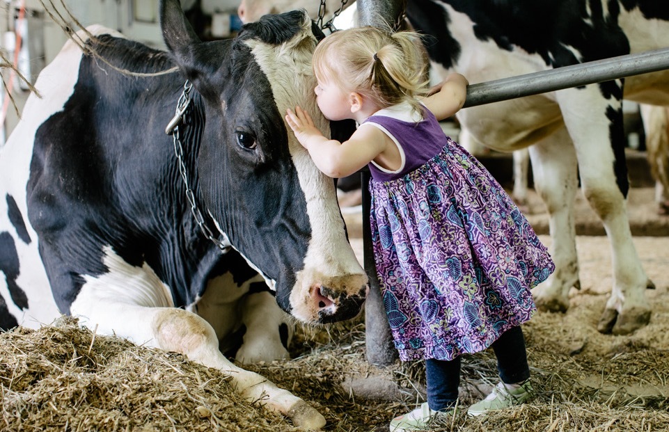 Kissing a cow at Liberty Hill Farms in Vermont