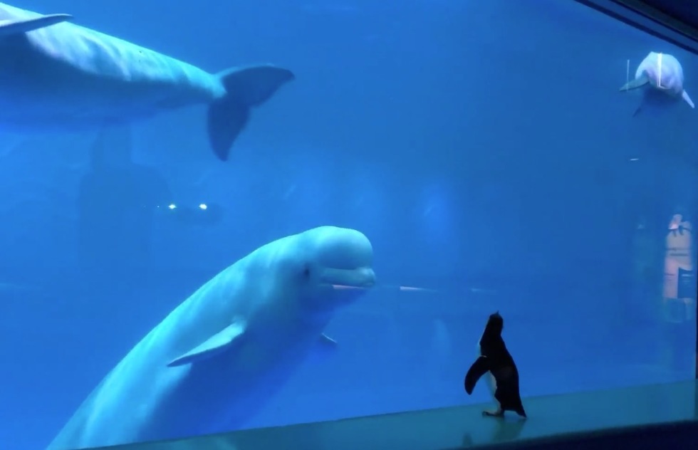 WATCH: Penguins Run Loose in Chicago Aquarium, Meet Beluga Whales | Frommer's