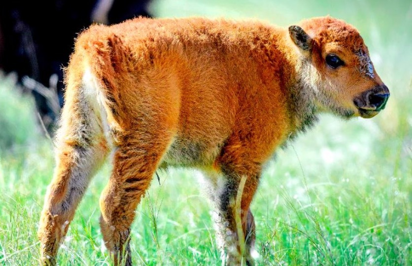 WATCH: The Year's First Baby Bison Appear in South Dakota | Frommer's