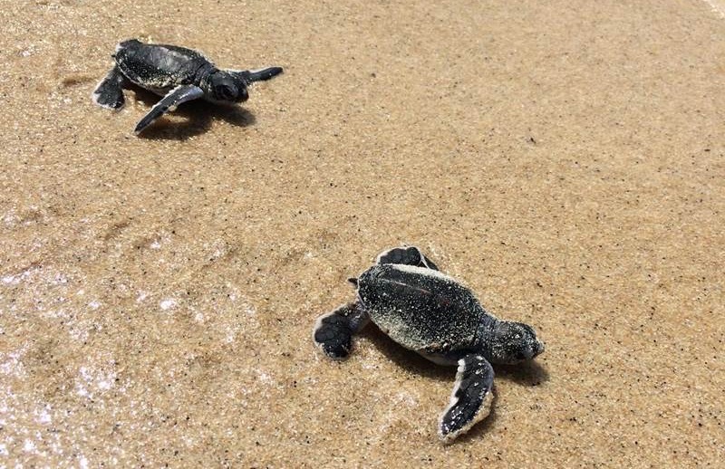 WATCH: Baby Turtles Hatch and Go to Sea at Island Resort in Thailand | Frommer's