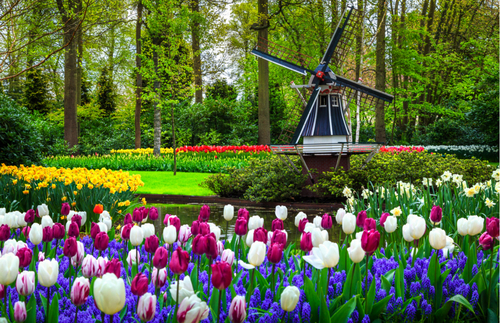 Ja, Tulips Are Still Blooming in the Netherlands | Frommer's