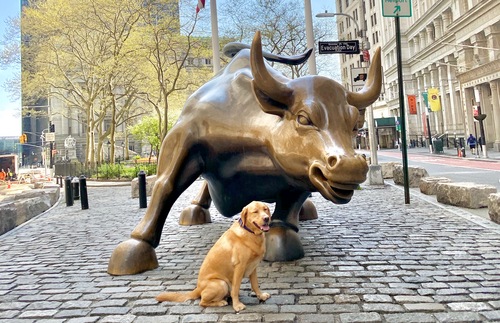 Adorable Canine Instagrammer Has NYC’s Top Tourist Sites to Himself | Frommer's