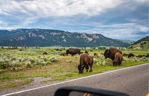 Best national park scenic drives: Grazing bison in the Lamar Valley at Yellowstone National Park in Wyoming