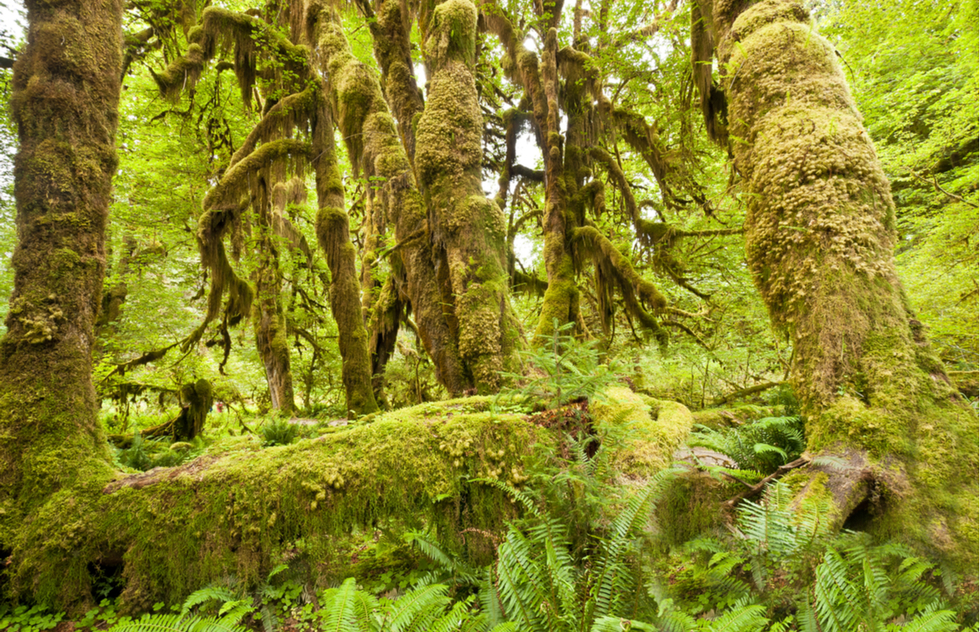 Best national park scenic drives: Hoh Rain Forest at Olympic National Park in Washington