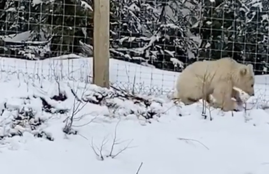 Meet Nakoda, Banff's Ultra-Rare White Grizzly | Frommer's