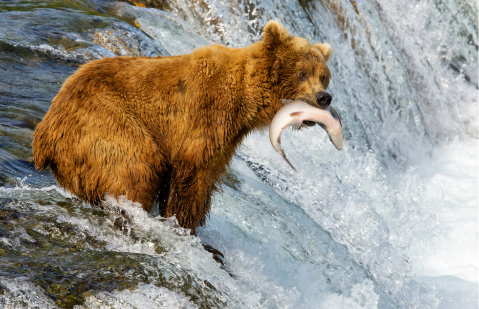 WATCH: Alaska’s Bear Cams Are Back—Just in Time for Salmon Season | Frommer's