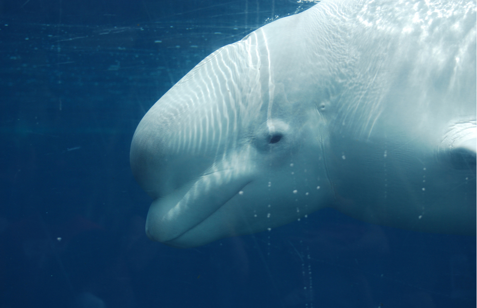 WATCH: Underwater Cam Follows Migrating Beluga Whales | Frommer's