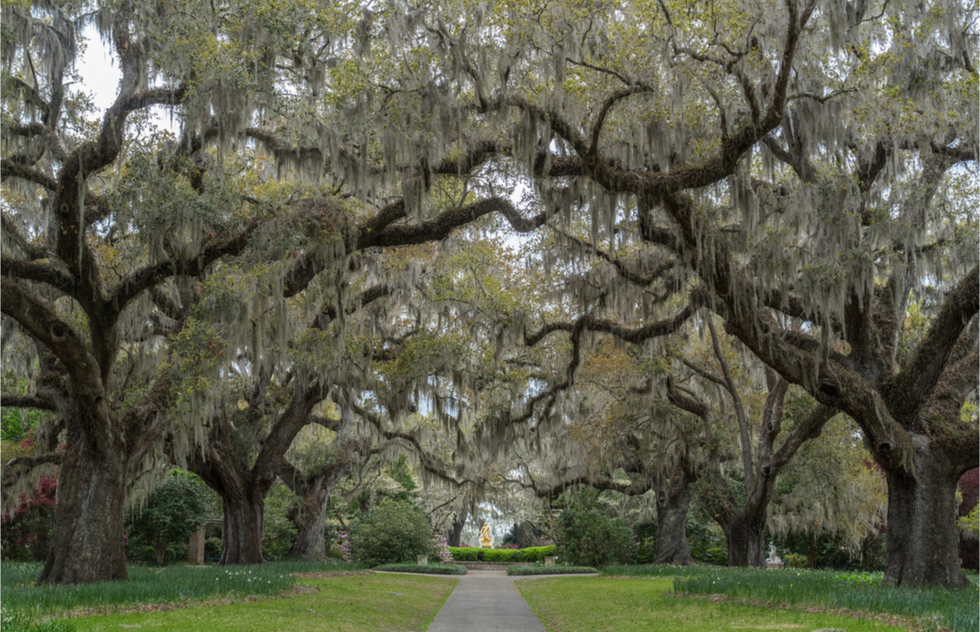 The Oak Allee at Brookgreen Gardens in South Carolina