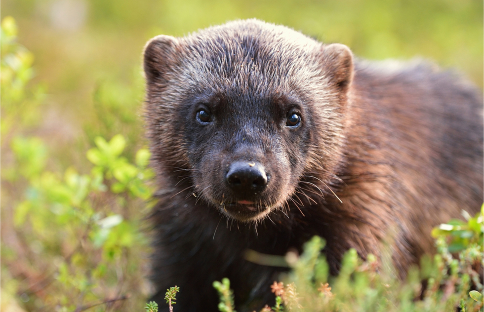 Wolverines Return to Mount Rainier After More Than A Century | Frommer's