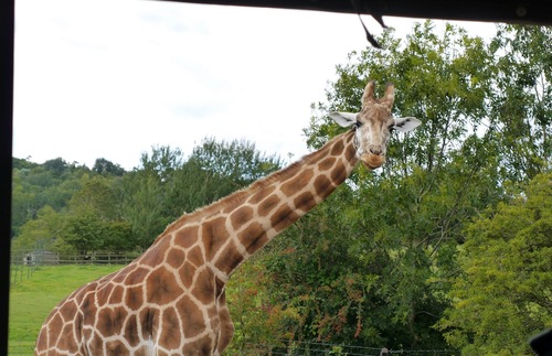 Soon You Can Sleep Amid Giraffes in . . . the English Countryside? | Frommer's