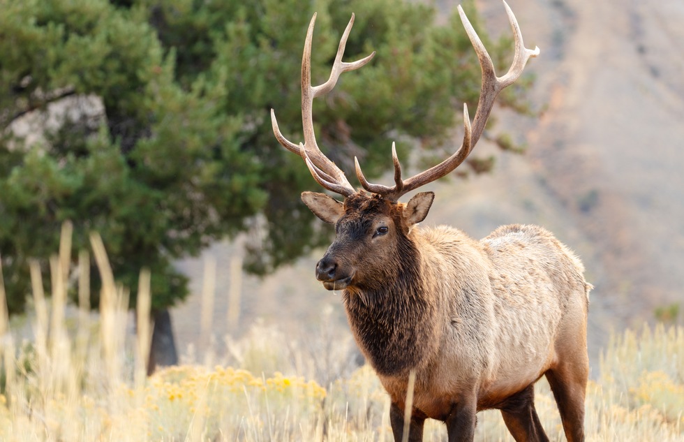 Yellowstone's best wildlife: elk in Mammoth Hot Springs