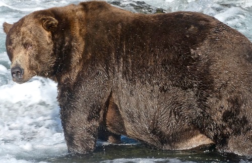Alaska's Fat Bear Week Crowns Heavyweight Champ | Frommer's