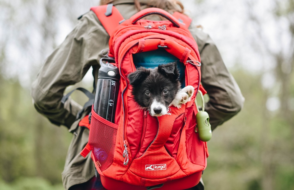 Frommer's Gift Guide: Kurgo Dog Carrier Backpack