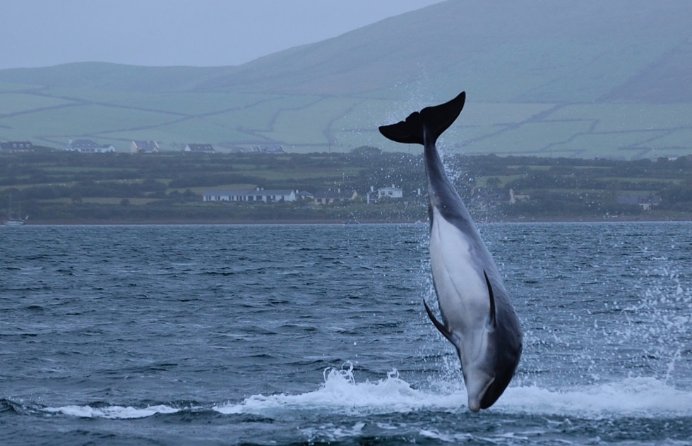 Dingle, Ireland's Beloved Dolphin, Fungie, Has Disappeared | Frommer's
