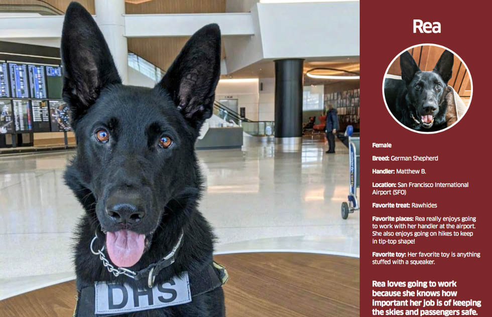 Download TSA’s Free 2021 Calendar of Airport Security Dogs | Frommer's