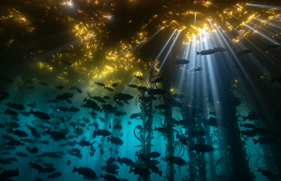 2020’s Best Underwater Photos: Dive into the Wondrous World Below | Frommer's