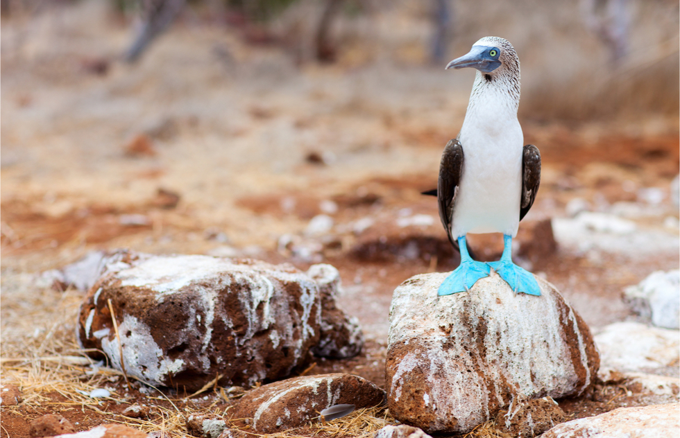 Where to go in the Galapagos Islands: North Seymour