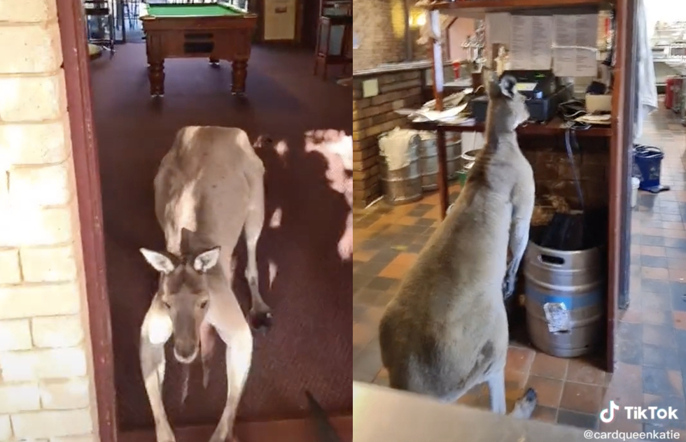 WATCH: Kangaroo Bounds Around Australian Pub Like He Works There | Frommer's
