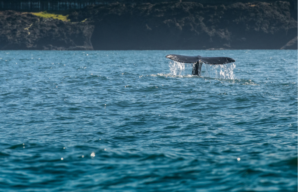 Best whale-watching in USA: Depoe Bay, Oregon
