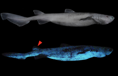 This Shark’ll Sparkle! Deep-Sea Predator Bioluminescence Discovered | Frommer's