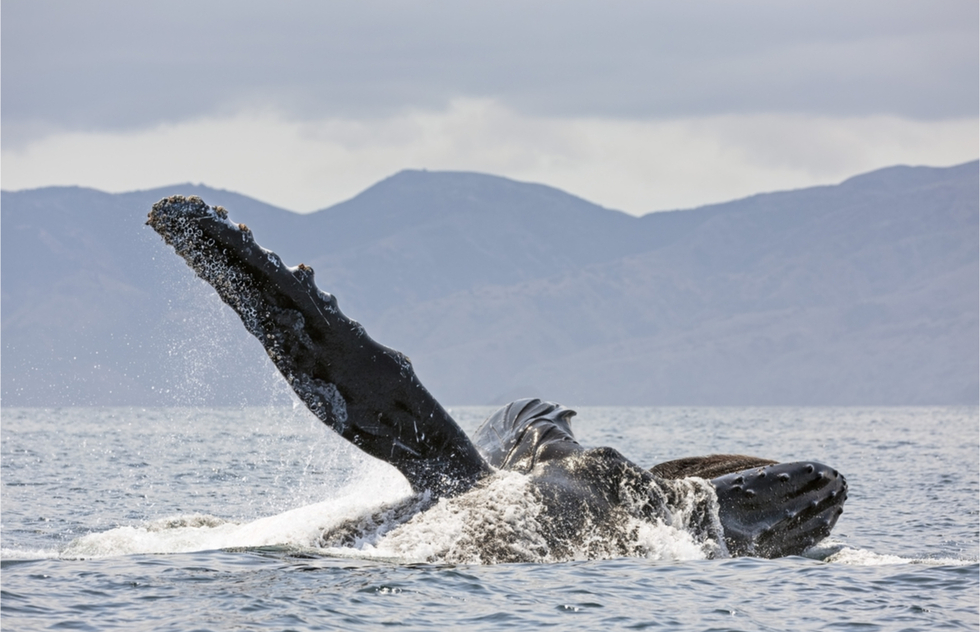 A whale breaches near Channel Islands National Park