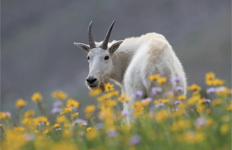 Mountain goat and flowers at Glacier National Park in Montana