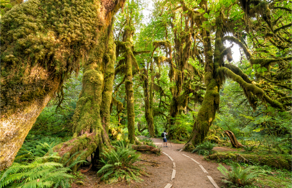 Which National Parks to see in June, July, August, and September: Olympic National Park