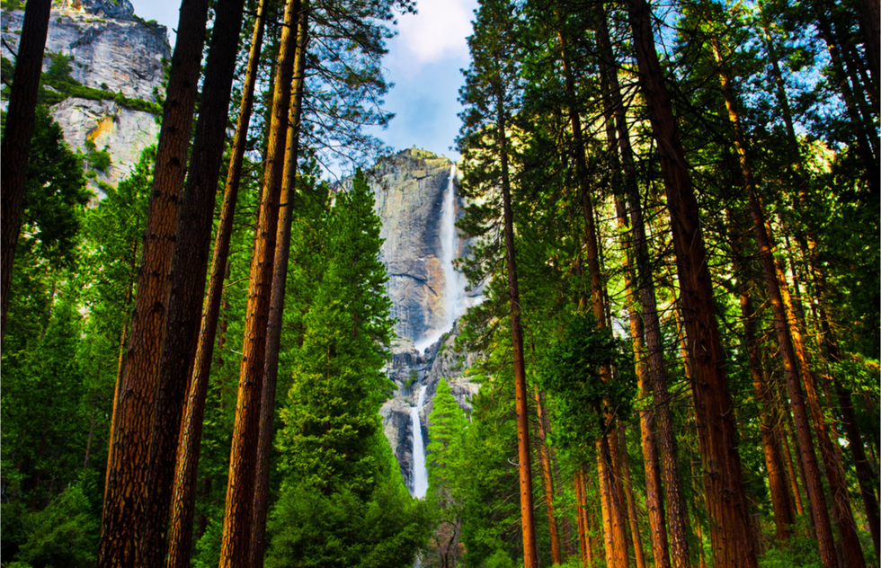 A waterfall seen through a strand of sequoias at Yosemite National Park.