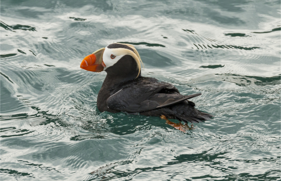 A tufted puffin floats in Glacier Bay National Park