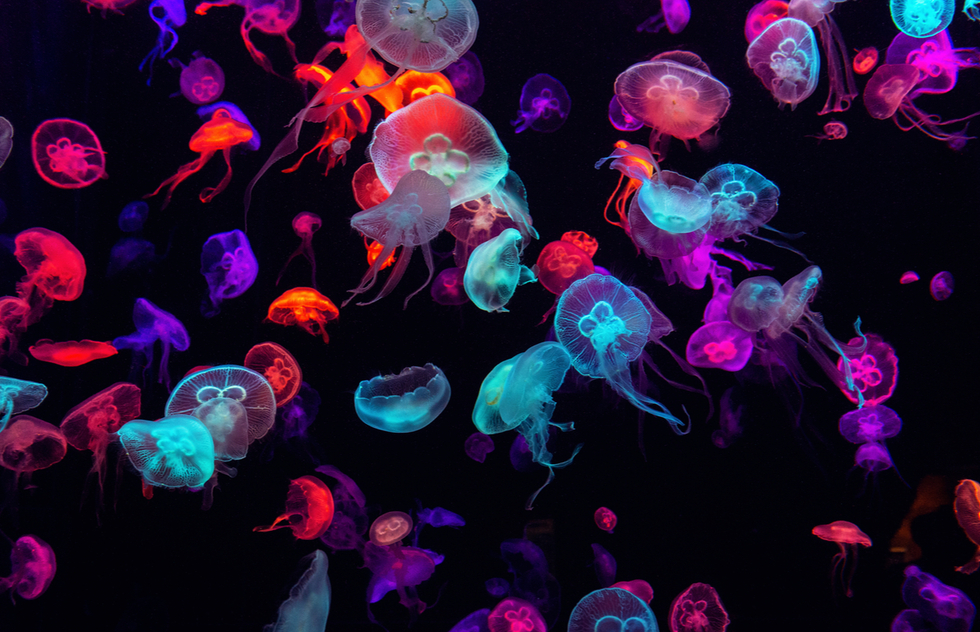 No, You Shouldn't Pee on a Jellyfish Sting. Here's What to Do Instead | Frommer's
