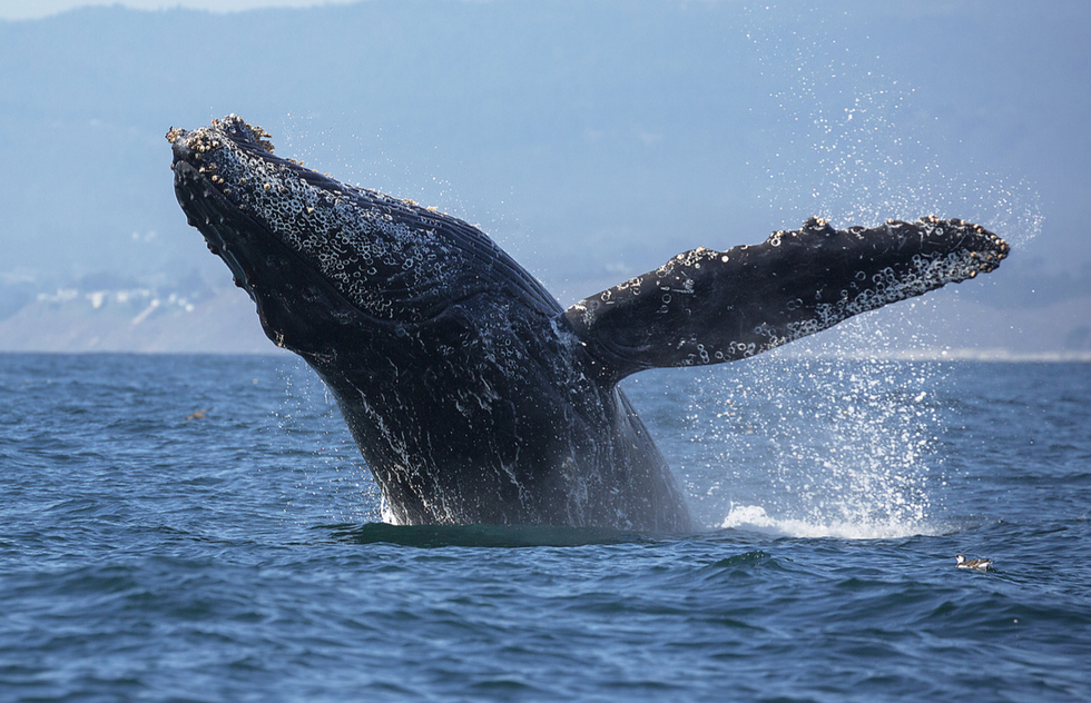 Best whale-watching in USA: Breaching humpback whale in Monterey Bay, California