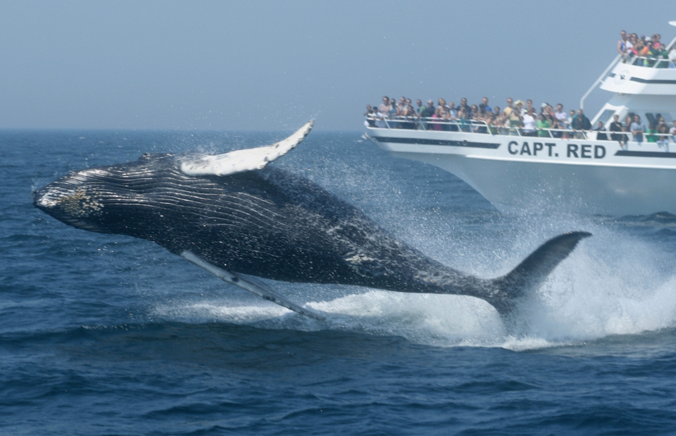 Best whale watching in USA: Whale-watching cruise near Cape Cod, Massachusetts