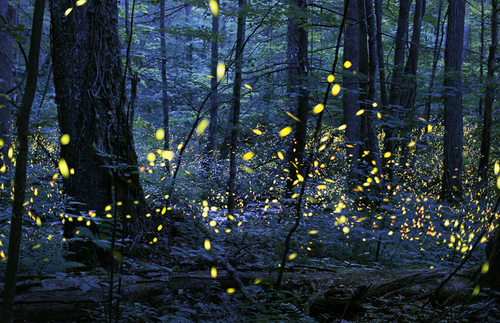 The Best Time to See the Great Smoky Mountains’ Magical Firefly Spectacle | Frommer's