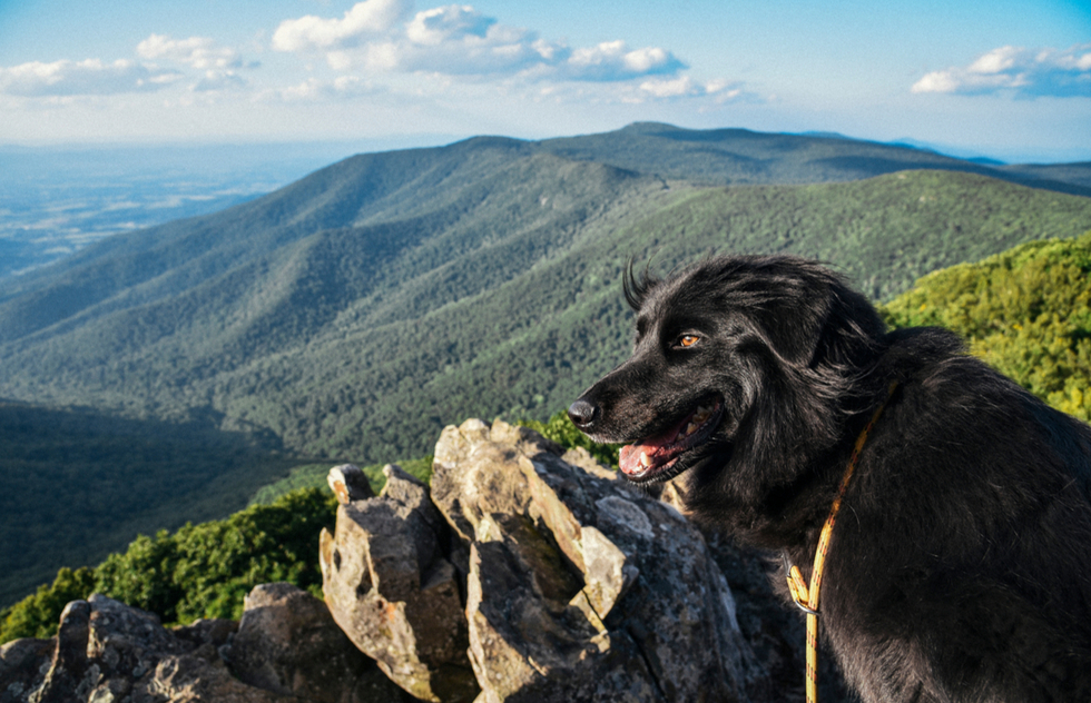 Dog-friendly national parks: Shenandoah in Virginia