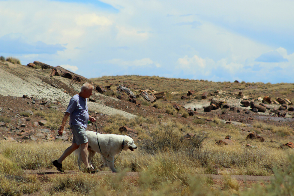 Dog-friendly national parks: Petrified Forest in Arizona