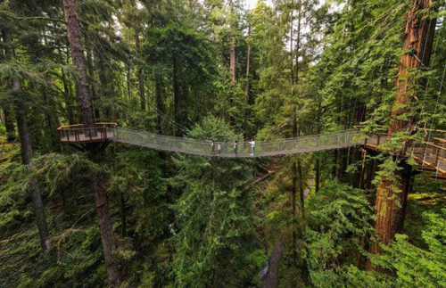 Take an Elevated Stroll Among Giant Redwoods on California’s New Sky Walk | Frommer's