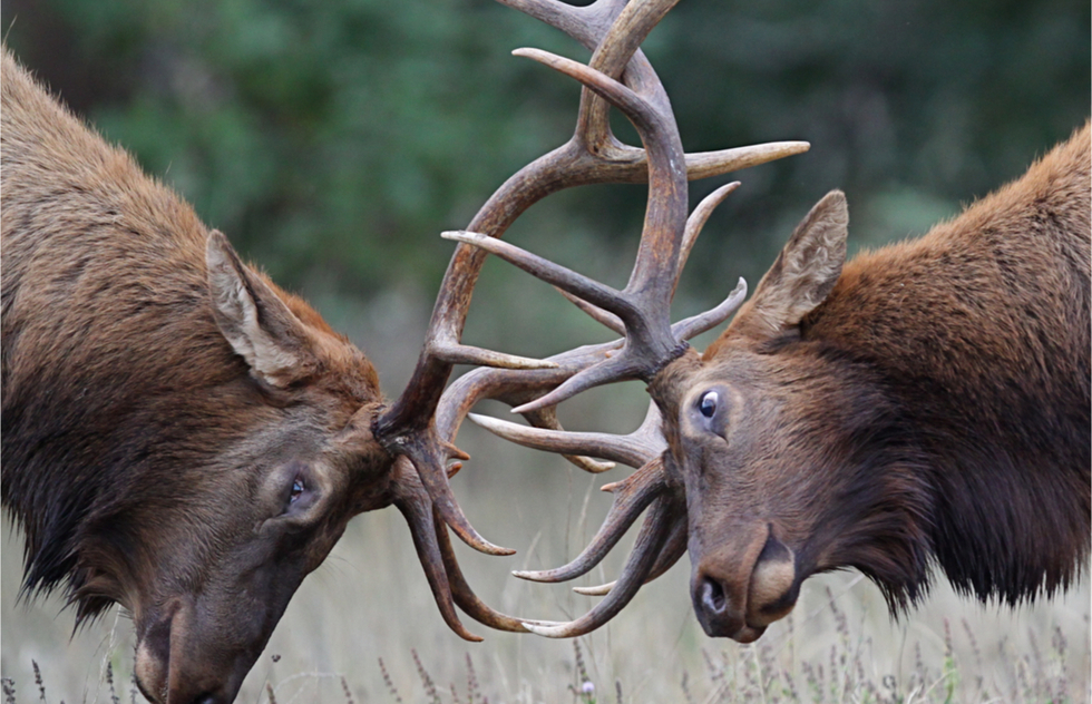 The fall's best American national parks: elk in Rocky Mountain National Park, Colorado