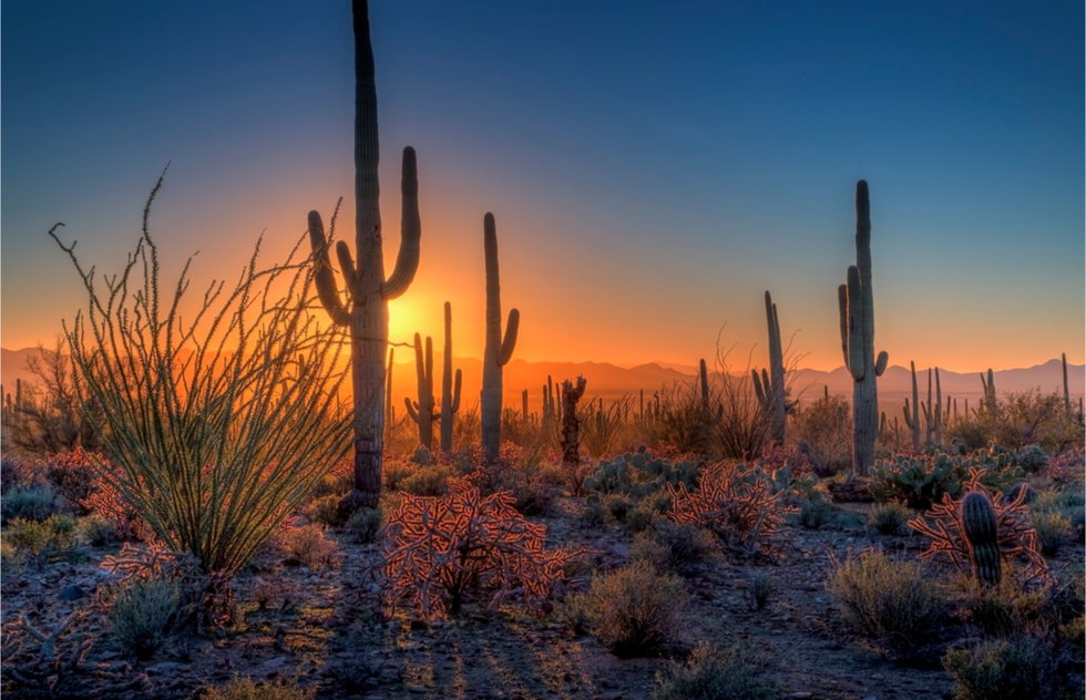 The fall's best American national parks: Saguaro National Park, Arizona