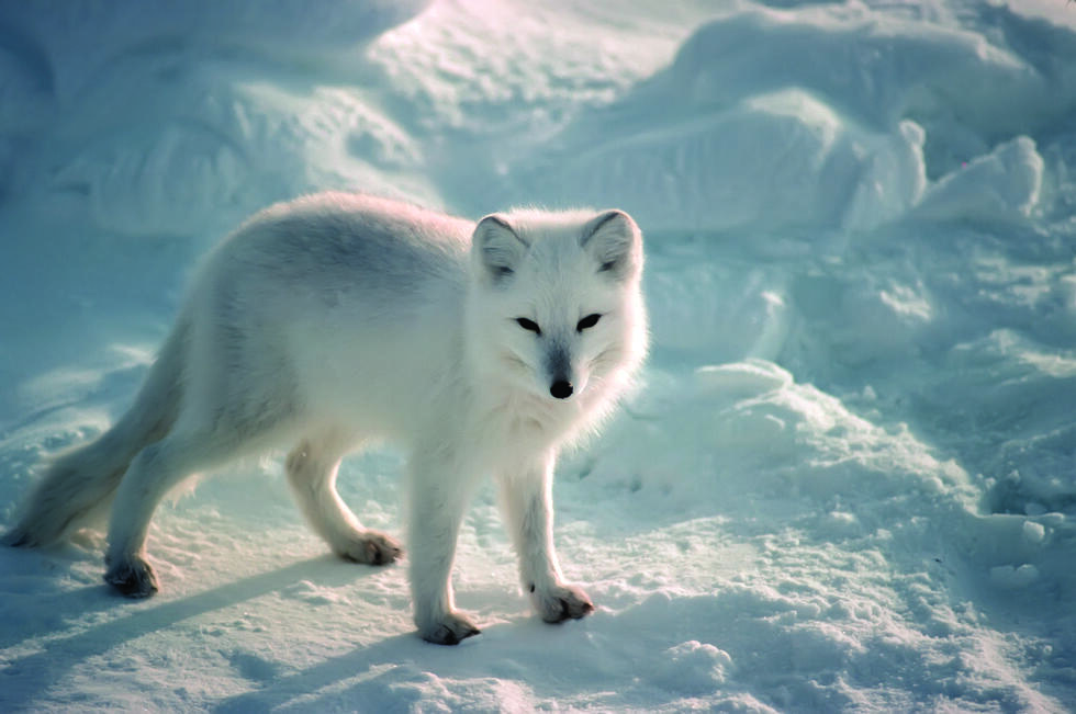 Arctic fox in Nunavut, Canada