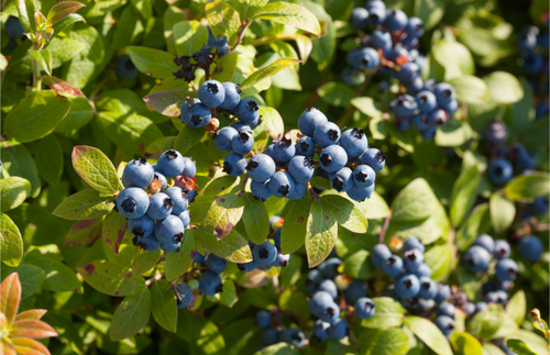 Blueberries in Maine