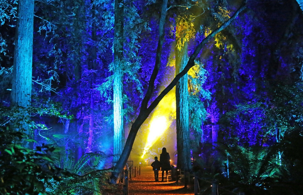 Enchanted Forest of Light at Descanso Gardens in Los Angeles County