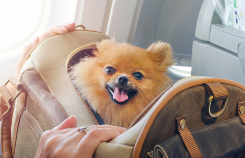 Why Your Dog Can’t Fly into the U.S. from More Than 100 Countries Right Now | Frommer's
