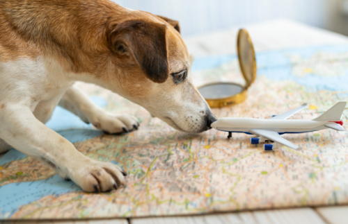 Which U.S. Airline Is Safest for Pets? Government Data Shows Top Dog | Frommer's