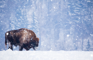 A bison in a snowstorm at Yellowstone National Park