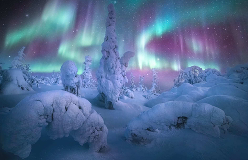 'Forest of the Lights' by Marc Adamus