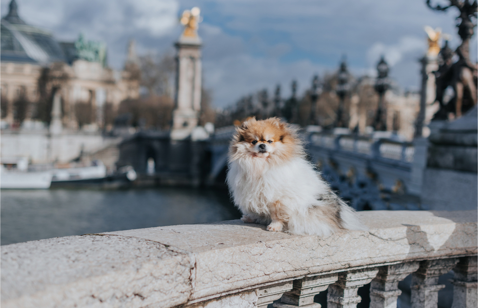 Going to the Dogs: Which World Cities Are the Most Canine Crazy | Frommer's
