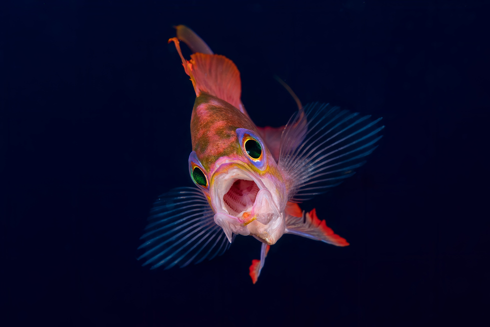 Anthias fish near Italy's Argentarola Island