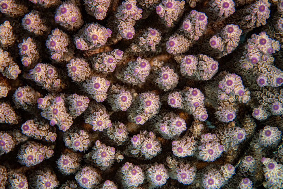 Coral in the Solomon Islands