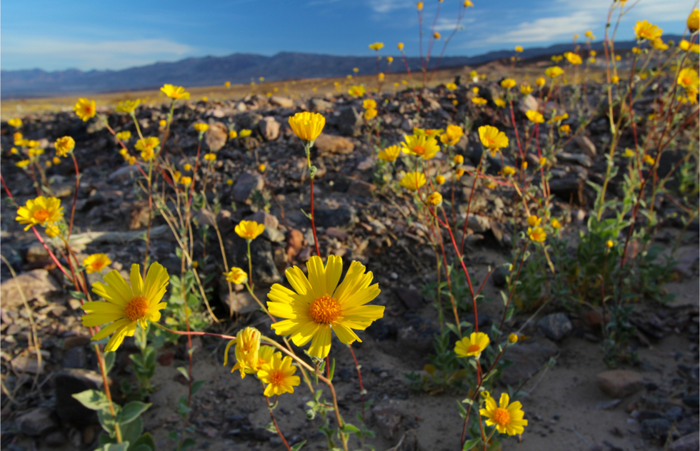 Great National Parks for Spring Vacations: Blossoming flowers in Death Valley National Park