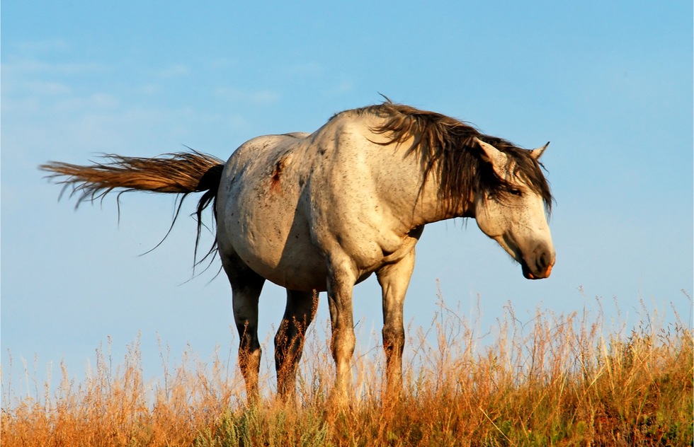 Great National Parks for Spring Vacations: A wild horse at Theodore Roosevelt National Park in North Dakota